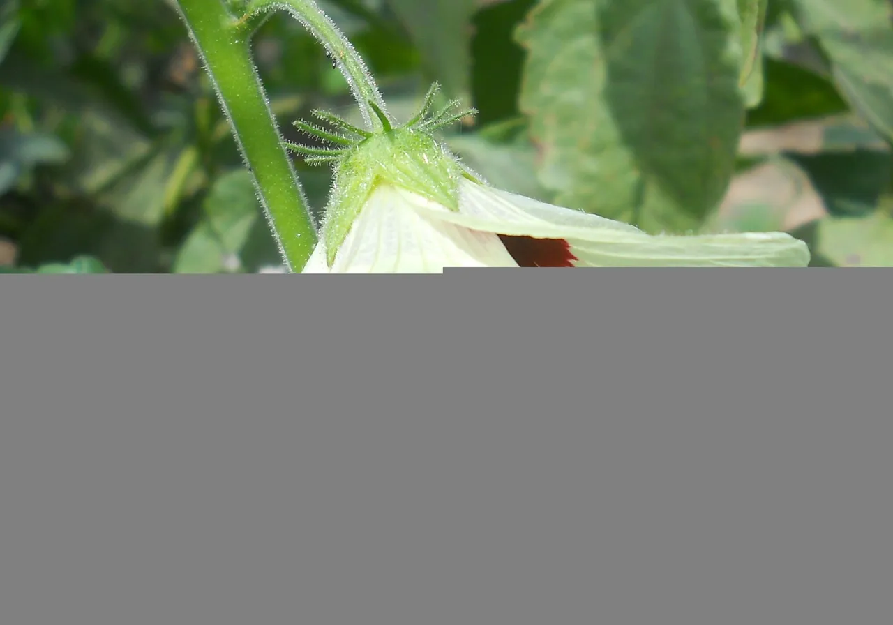 DSCN3194-1.jpg