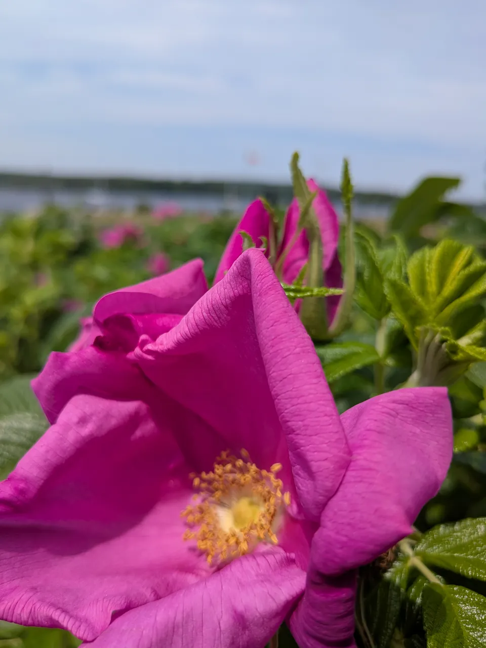 wild-roses.jpg