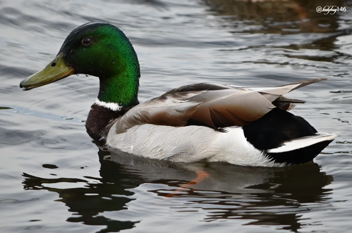 duck (2).jpg