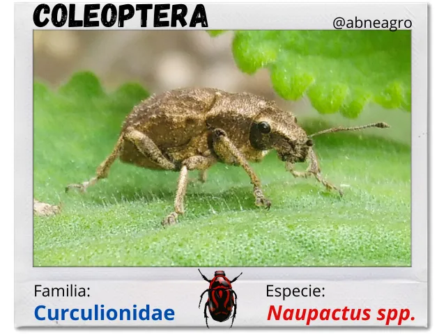 Coleoptera.png