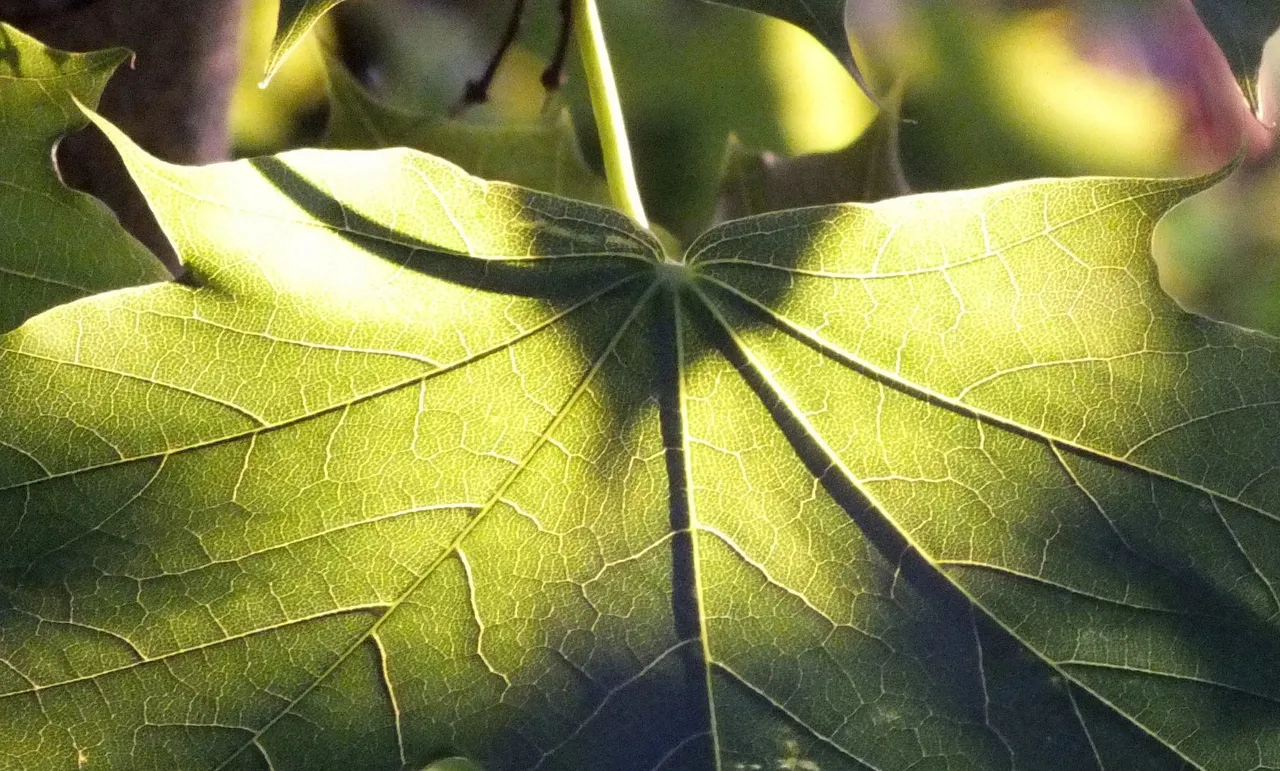 0557Leaf2.JPG