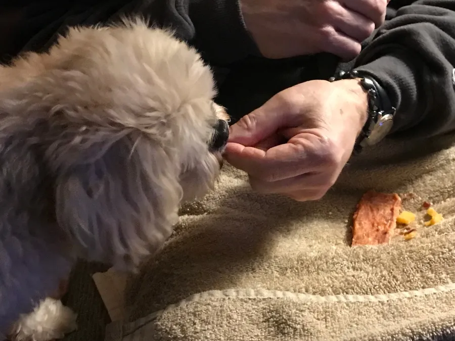 dog-treats.jpg