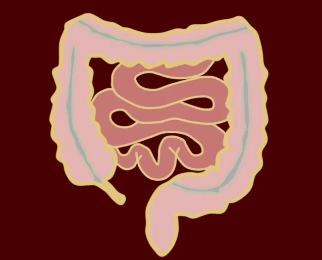 intestinos.png