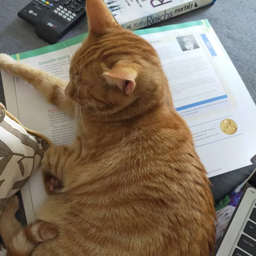cat work.jpg