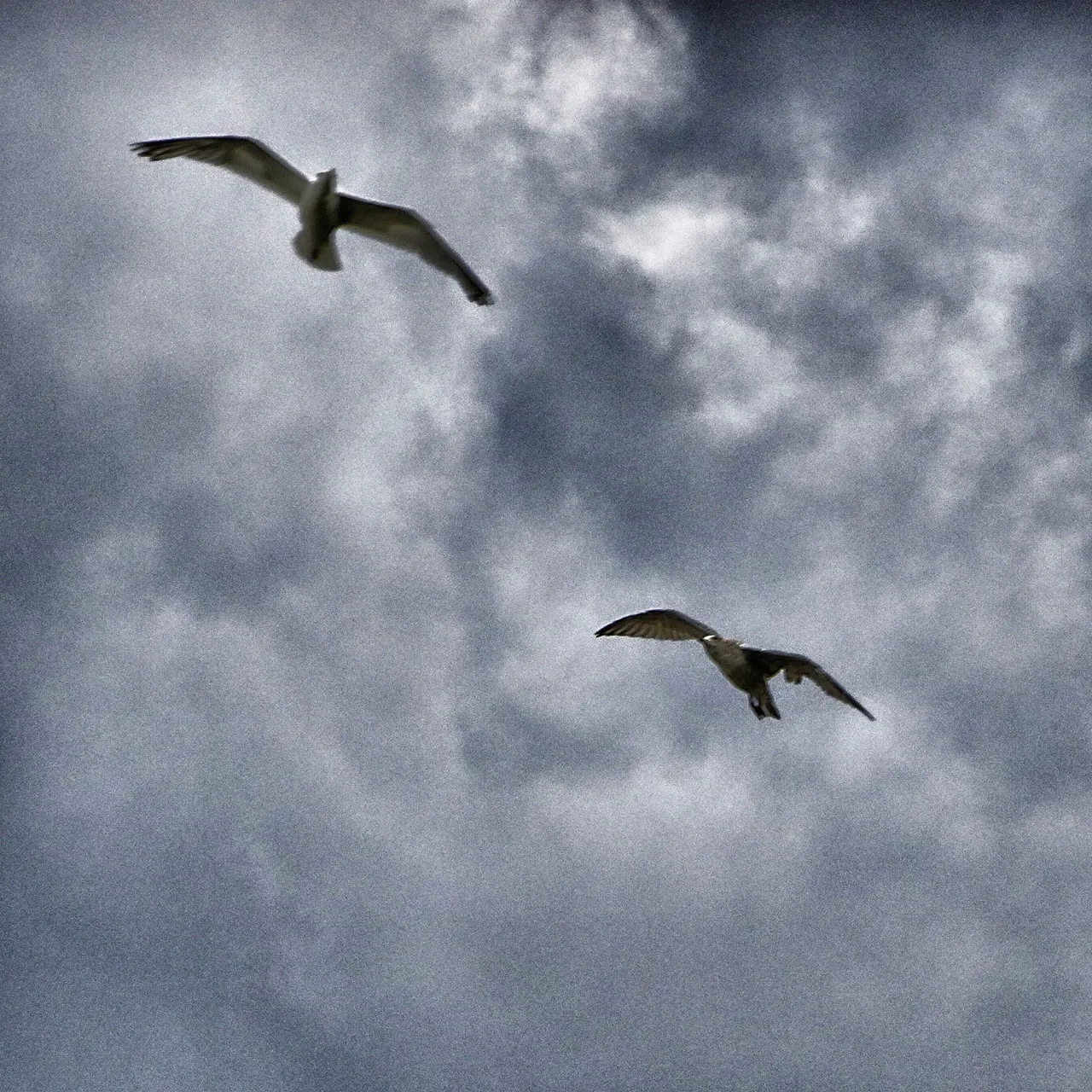 Two birds on a cloudy sky
