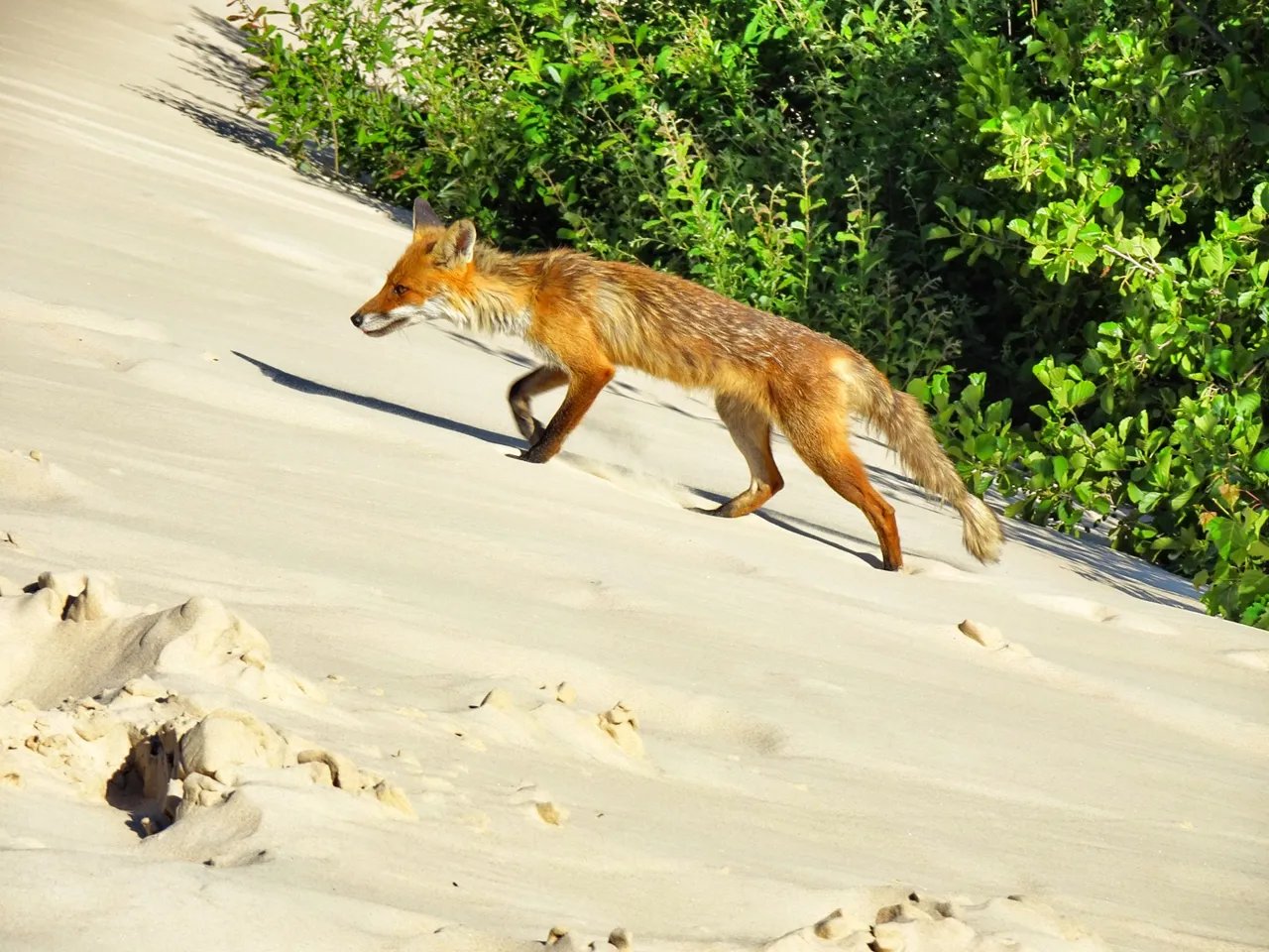 This lovely fox crossed our way