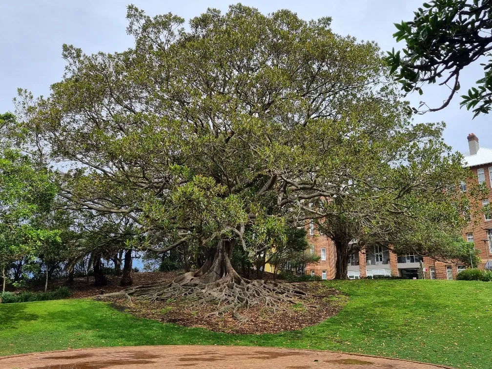 @consciouscat spotted this Tawny frogmouth bird nesting in this huge tree.