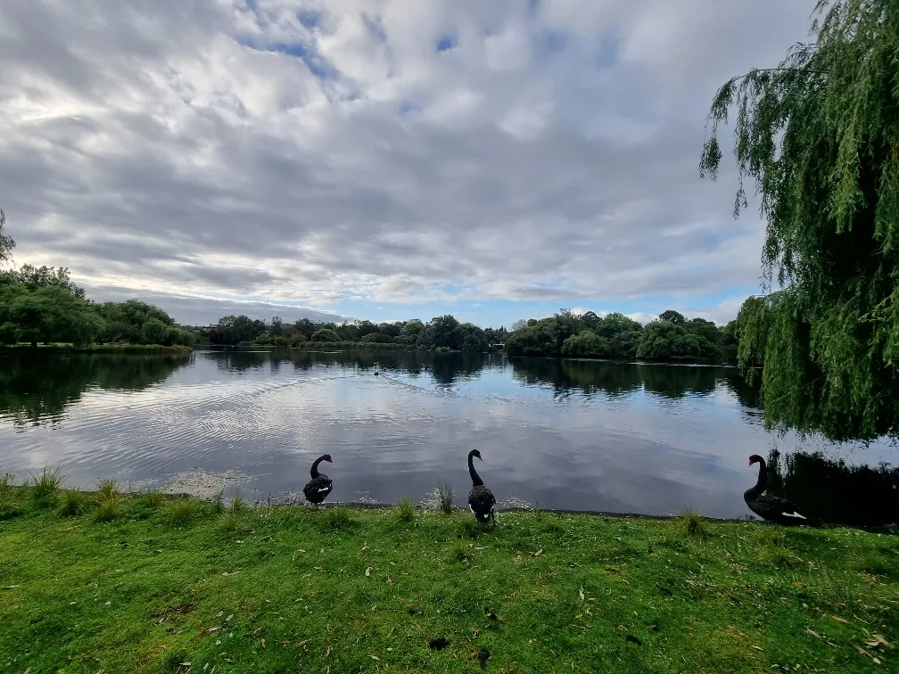 The parkrun was run around the Western Springs Lakeside Park.