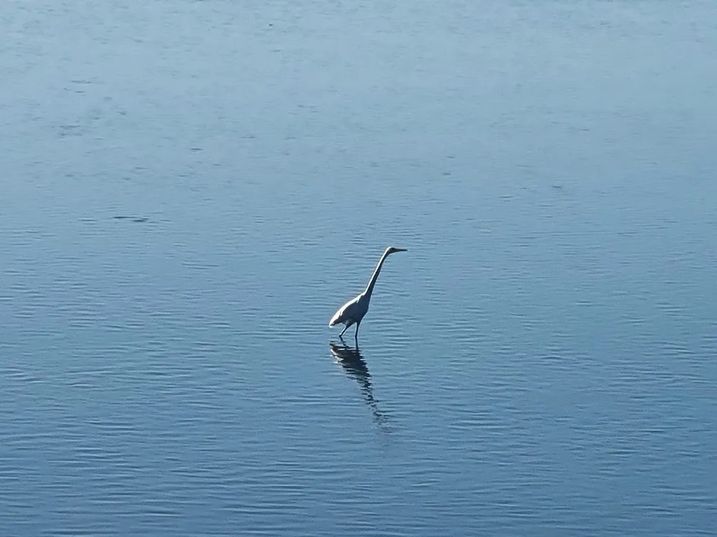 The water birds seem to be enjoying the conditions too, I guess it made it easy for them to see breakfast through the clear water.