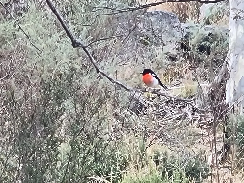 We do not get these colourful red robins back home.