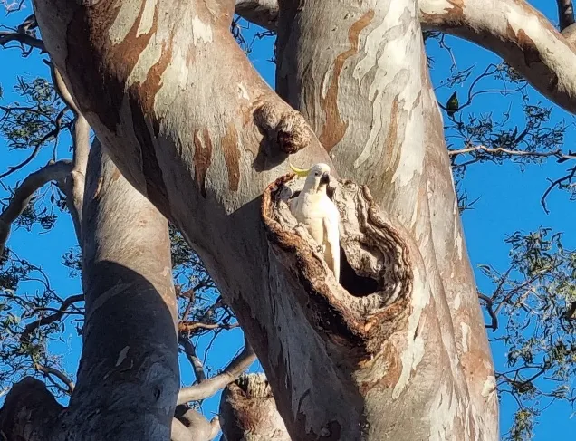 @consciouscat spotted this galah resting in this magnificent tree hollow. This cheeky bird only came out to watch us walk past them disappeared back into the hole.