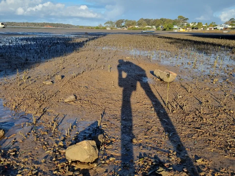 I was trying to get low down to get a better photograph of the mangroves.