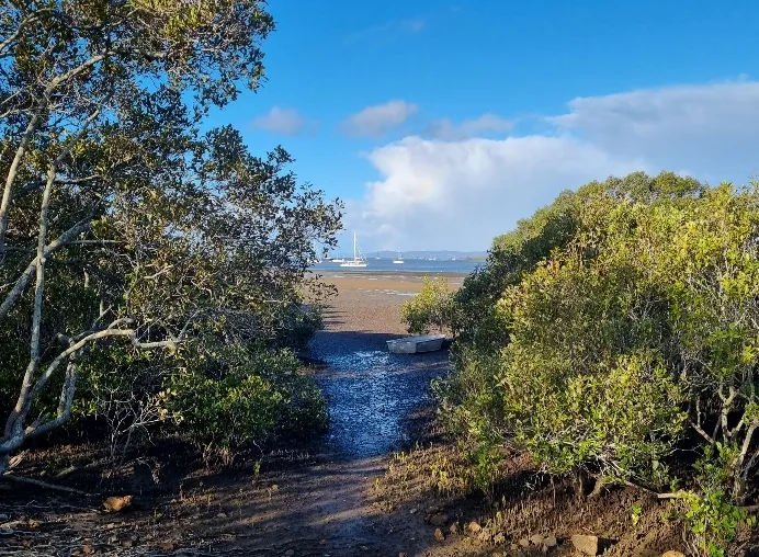 These trees and bushes do well to survive in the salt water of Morten Bay.