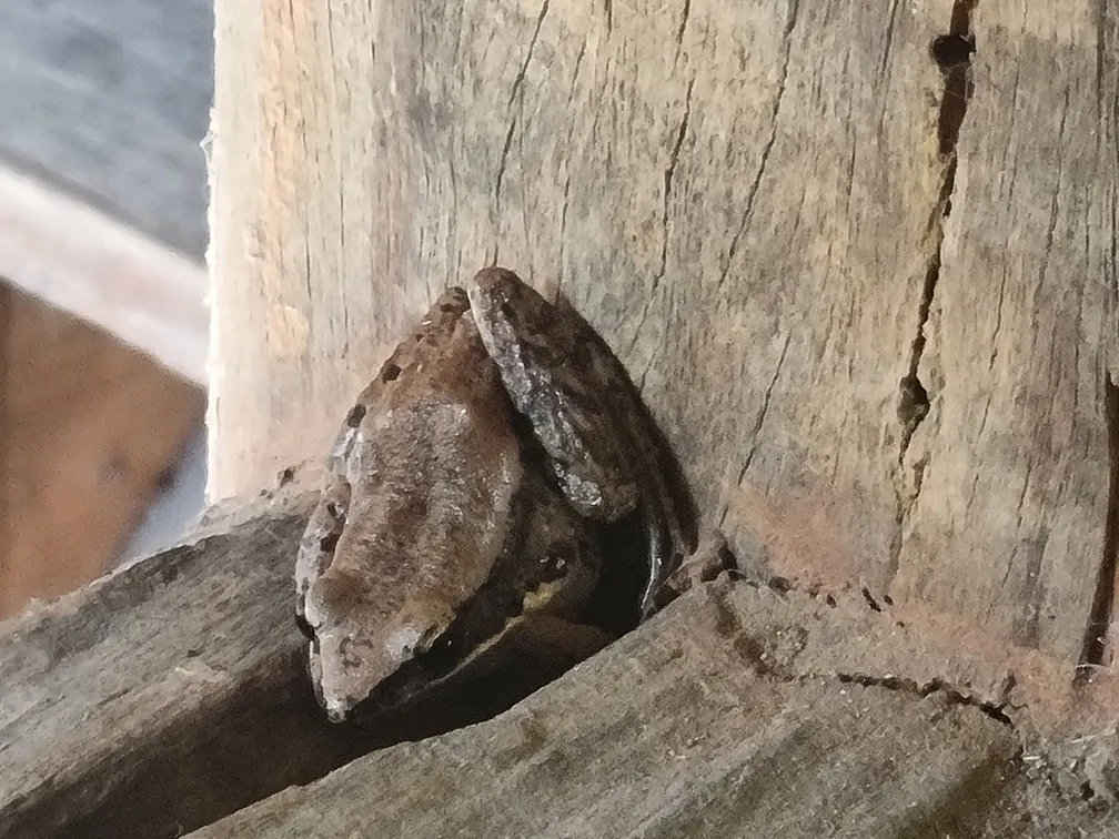 Wow I had never seen a green tree frog turn itself brown to hide and blend into the environment.
