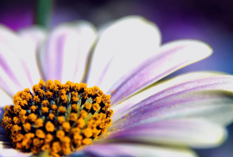 Flower nature macro photography