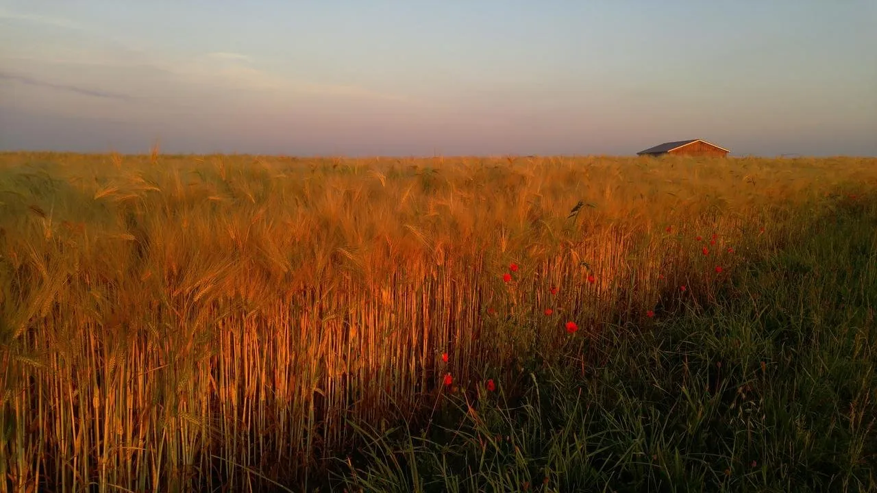 fields-in-the-morning-sun-b