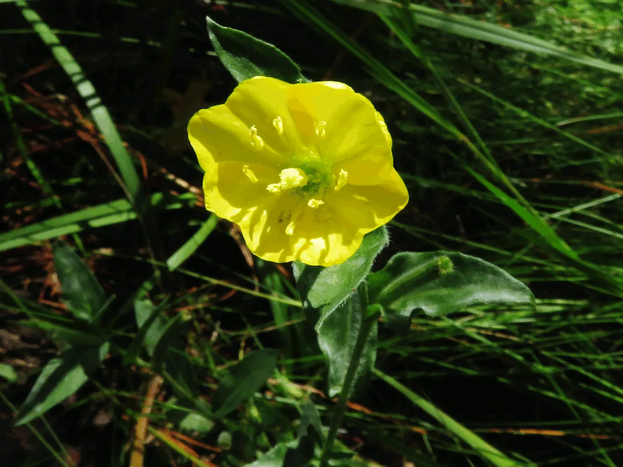 Ranunculus multifidus - Common buttercup