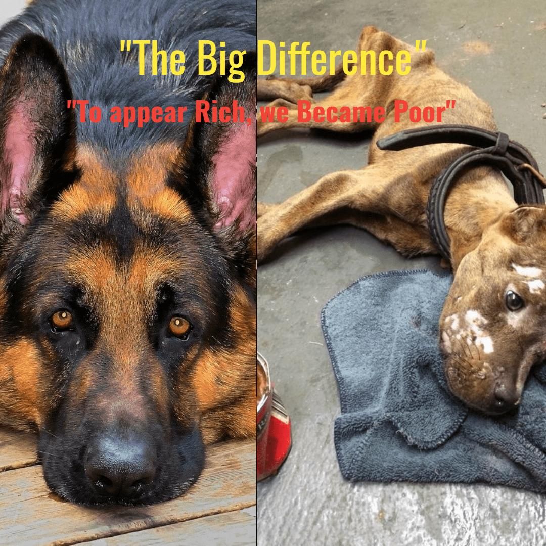 Big Differences-PixTeller-191382