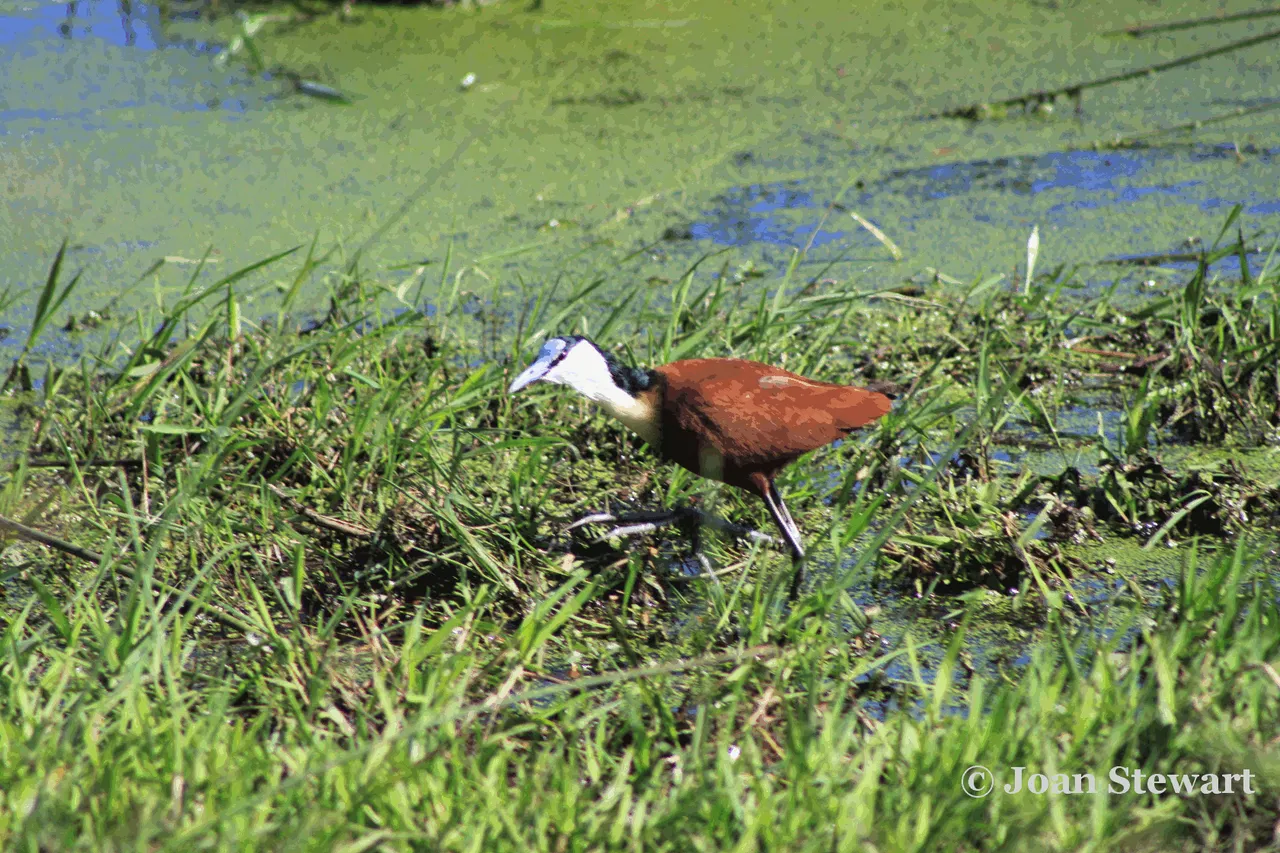 African Jacana 2013