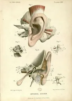 Image of ear