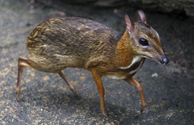 Mousedeer.jpg