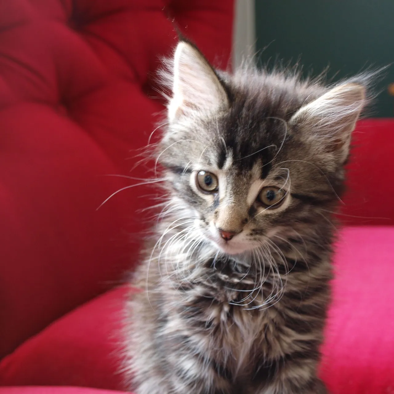 officecat.jpg