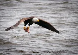 eagle 2.jpg