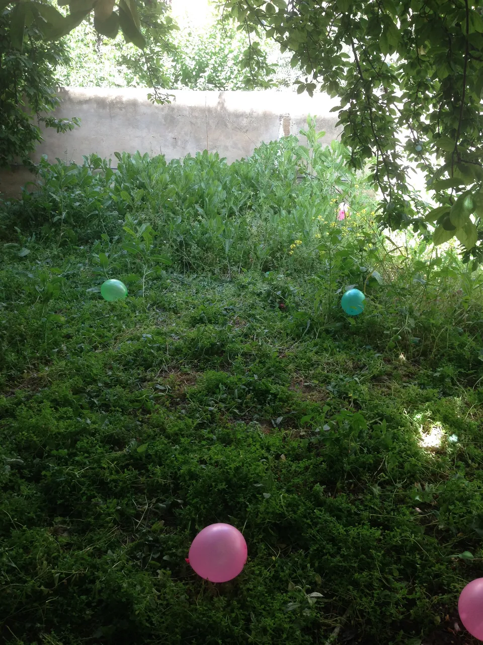 egg-steem.JPG