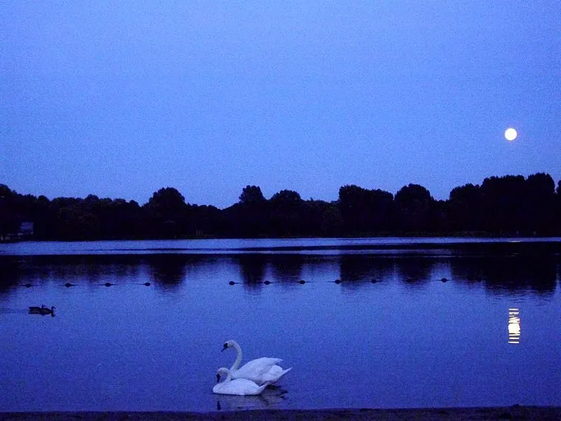 moonswans.JPG