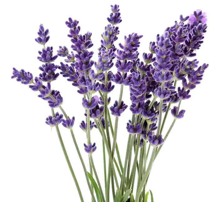 lavender5.jpg