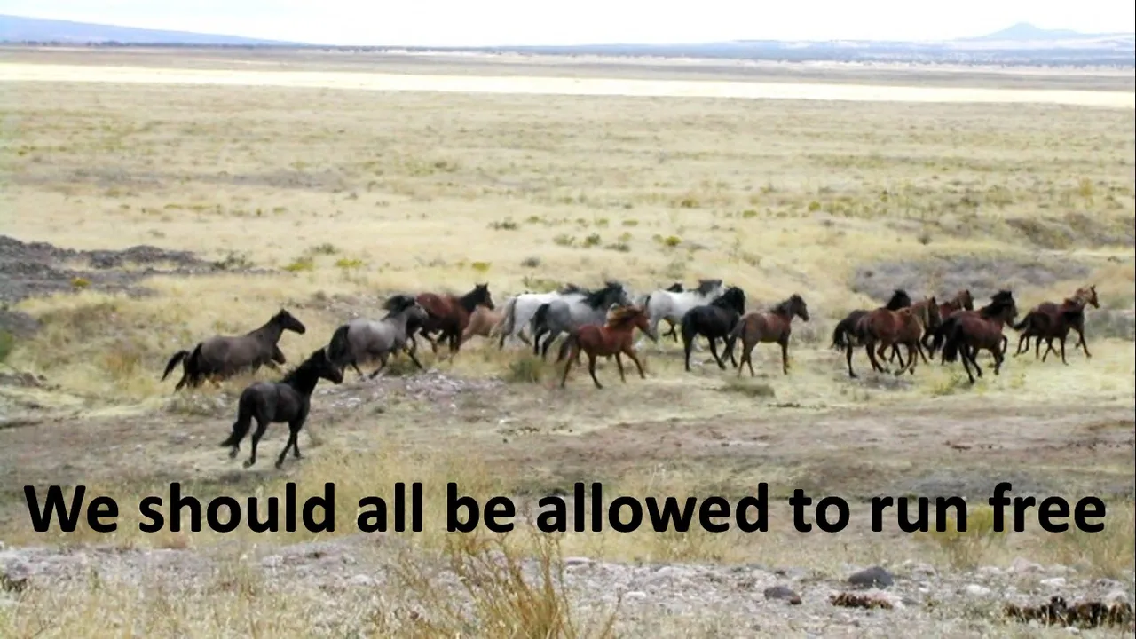 FreeHorse.jpg