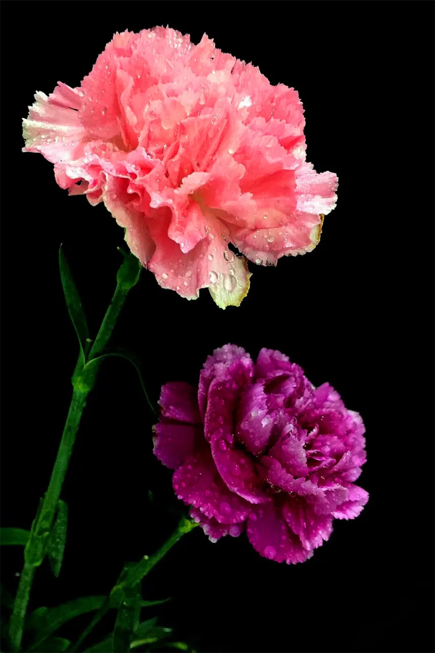 花.jpg