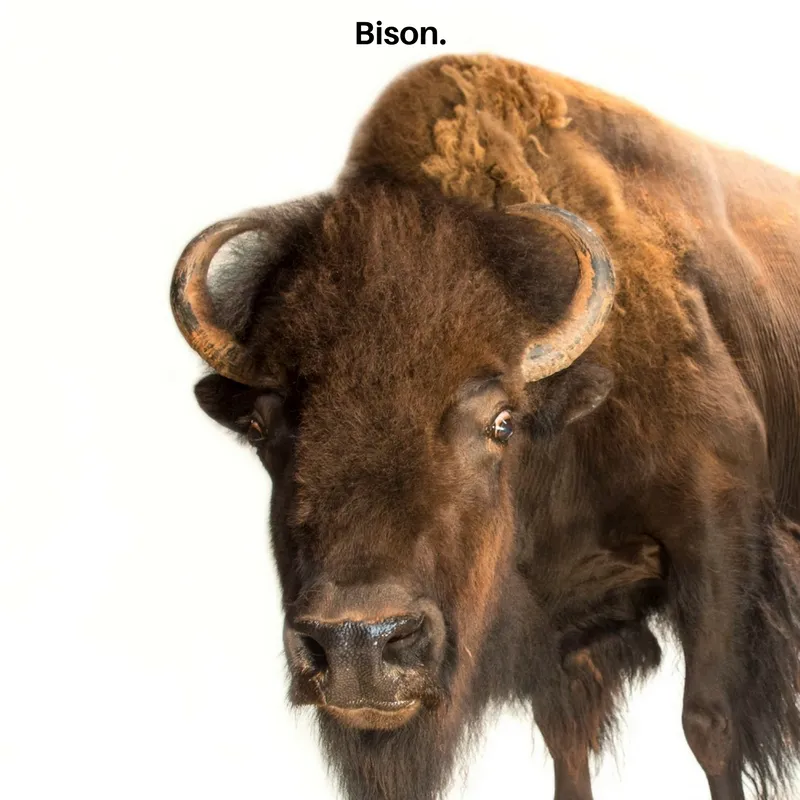 Bison 2.jpg