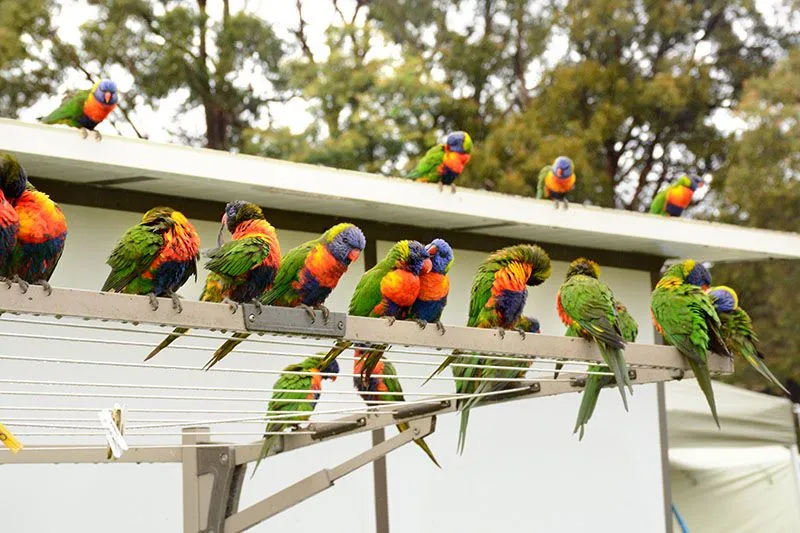 lorikeet2.jpg