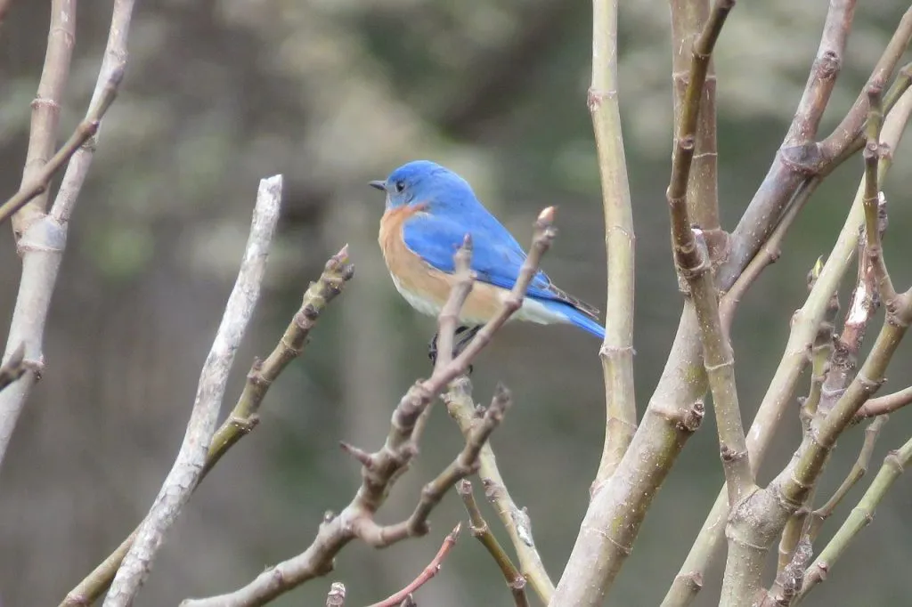 bluebird3.jpg