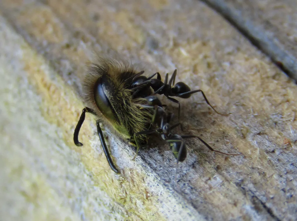 bugdeath1.png