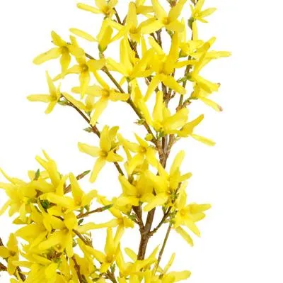 Forsythia.jpg