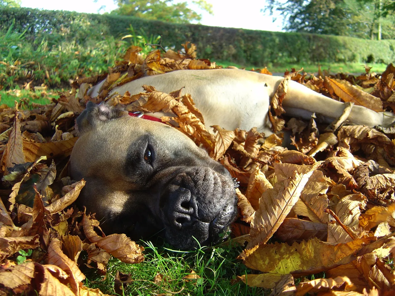 autumndog.JPG