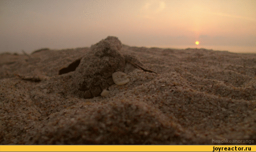 poundsand.gif