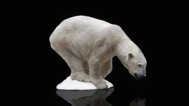 polarbear.jpg