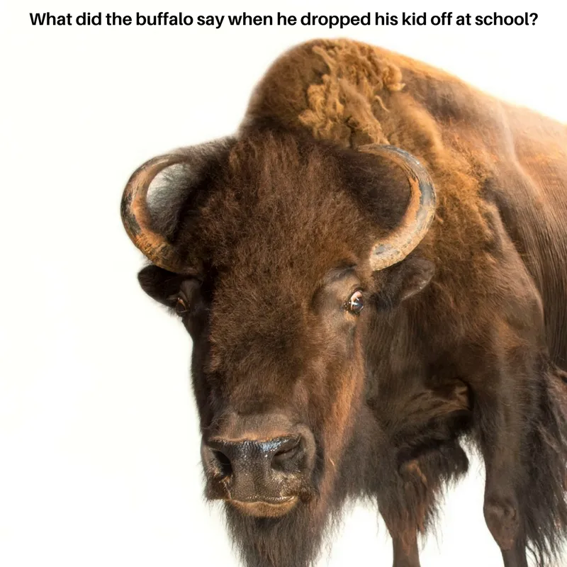 Bison 1.jpg