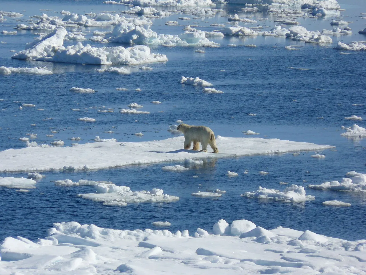 polarbear.jpg