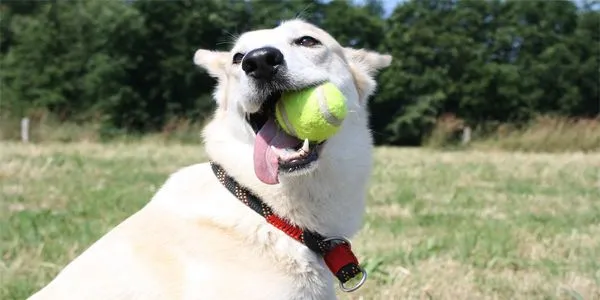 get-a-pet.jpg