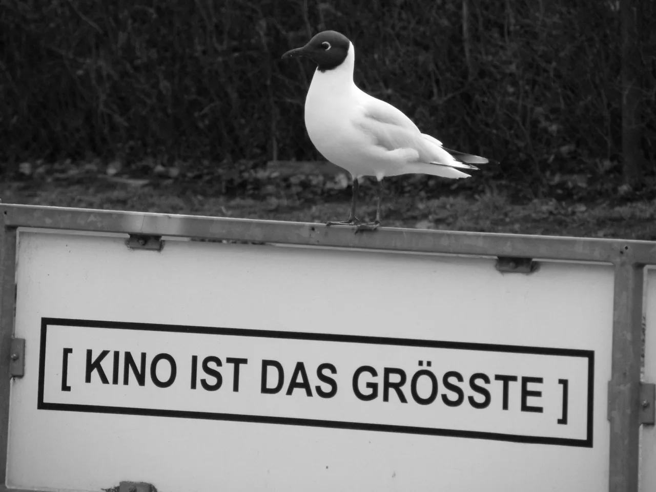 möwe.JPG
