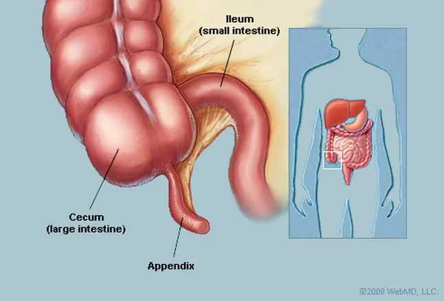 appendix3.jpg