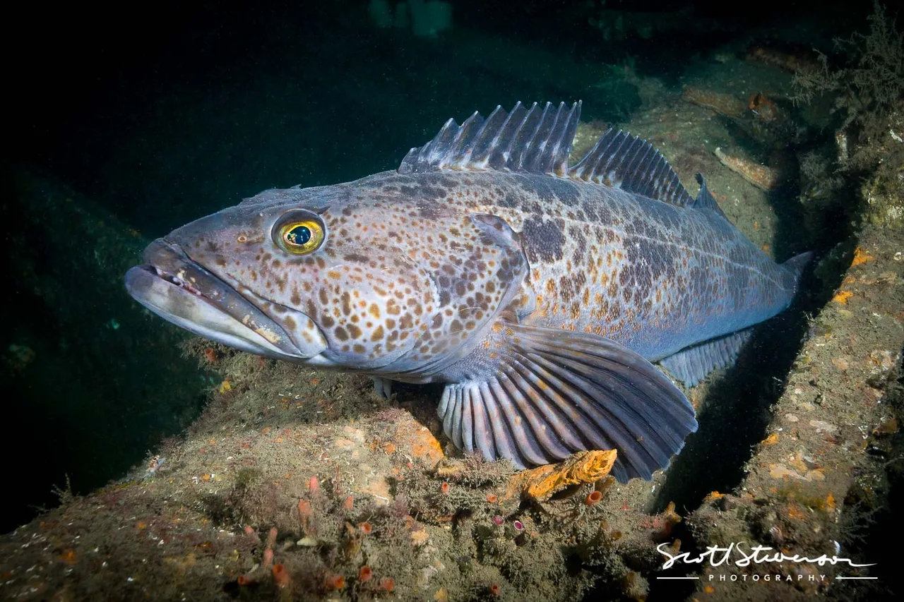 Lingcod-2.jpg