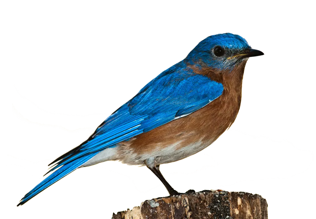 bluebird1.png