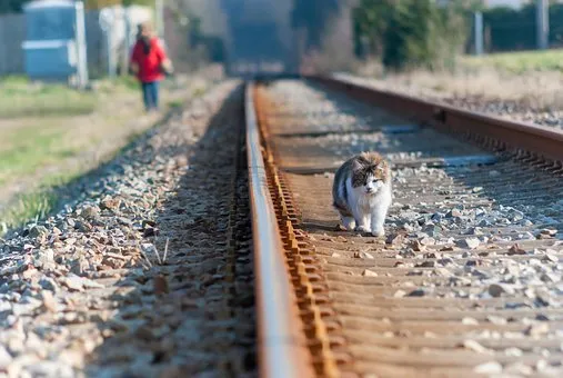 track_cat.jpg