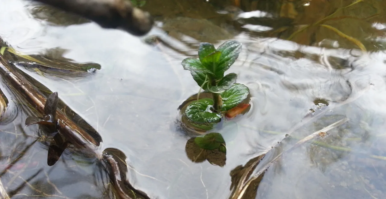 mintwater.jpg