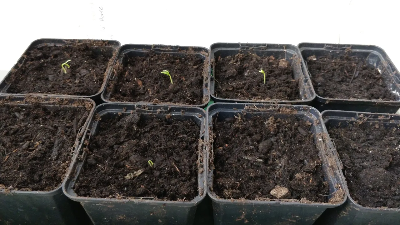 growHouse.jpg